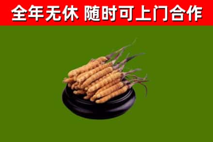 博湖回收冬虫夏草